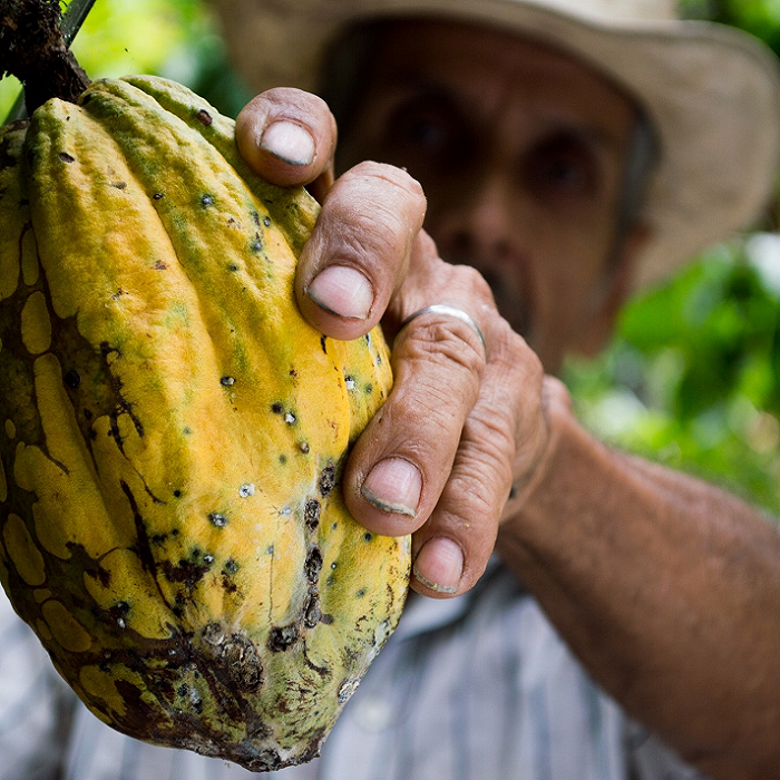 Cocoa butter vs cocoa paste