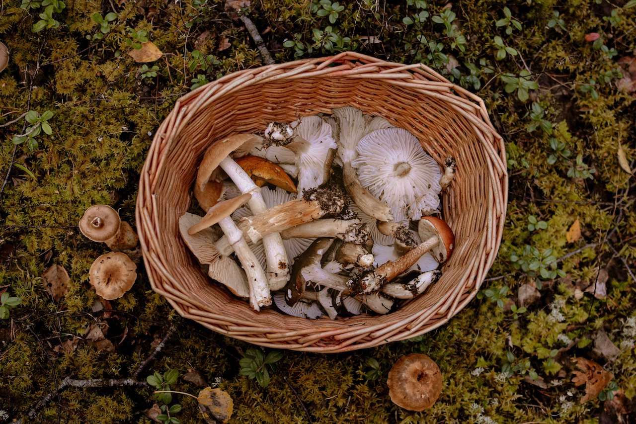 All you need to know about mushrooms and immunity